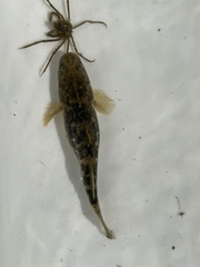 Gillichthys mirabilis