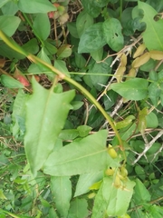 Muehlenbeckia sagittifolia