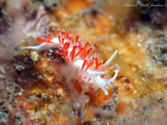 Flabellina dushia