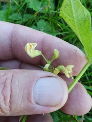 Phaseolus vulgaris