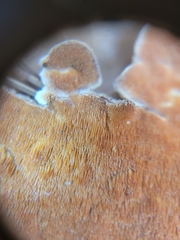 Steccherinum ochraceum