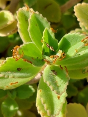 Carebara