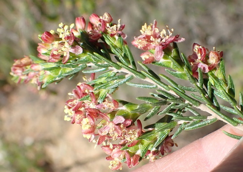 Image of Passerina obtusifolia by (c) Nicola van Berkel, some rights reserved (CC BY-SA)