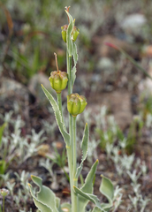 Fritillaria pluriflora