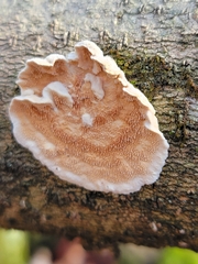 Steccherinum ochraceum