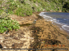 Gallirallus australis