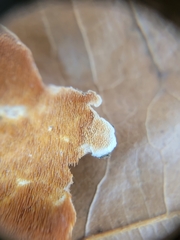 Steccherinum ochraceum