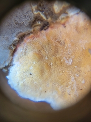 Steccherinum ochraceum