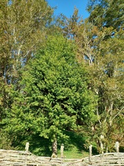 Podocarpus nubigenus