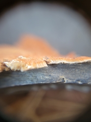 Steccherinum ochraceum