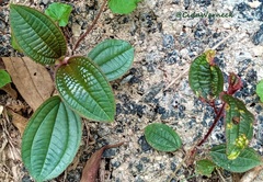 Miconia crenata