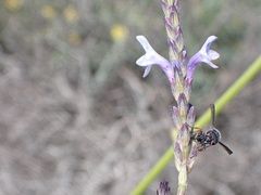 Leptochilus cruentatus