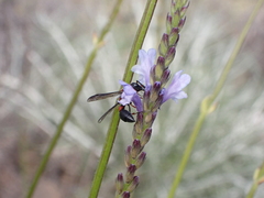 Leptochilus cruentatus