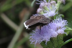 Erynnis tristis