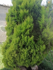 Thuja
