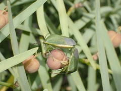 Acrosternum rubescens