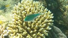 Chromis atripectoralis