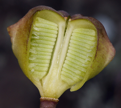 Fritillaria pluriflora