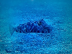 Sphoeroides lobatus