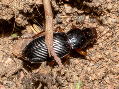 Harpalinae