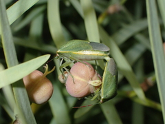 Acrosternum rubescens