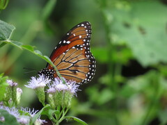Danaus eresimus montezuma