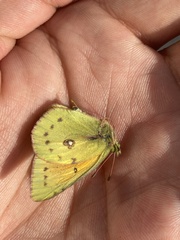 Colias lesbia