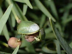 Acrosternum rubescens
