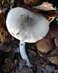 Russula fragilis