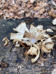 Pleurotus pulmonarius