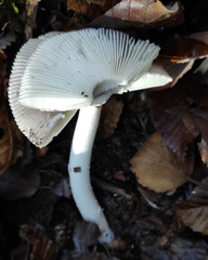 Russula fragilis