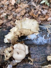 Pleurotus pulmonarius