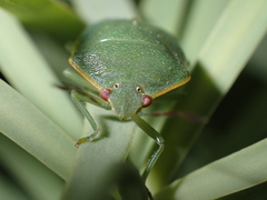 Acrosternum rubescens
