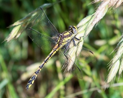 Phanogomphus kurilis