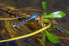 Enallagma annexum