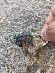 Malaclemys terrapin terrapin