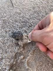 Malaclemys terrapin terrapin