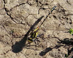 Phanogomphus kurilis