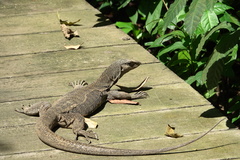 Varanus nebulosus