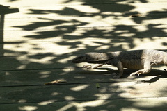 Varanus nebulosus