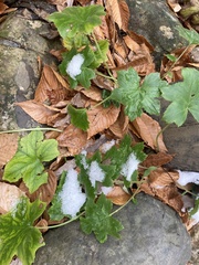 Hydrophyllum canadense