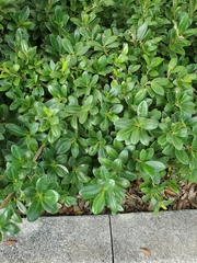 Magnoliopsida