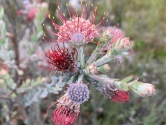 Leucospermum calligerum