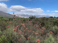 Leucospermum calligerum