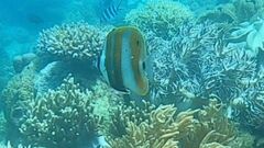 Coradion chrysozonus