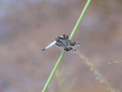 Palpopleura portia
