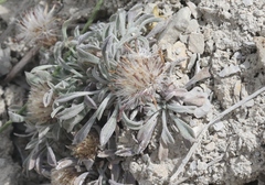 Townsendia florifera