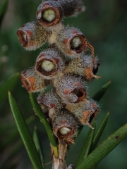 Melaleuca pityoides