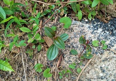 Miconia crenata