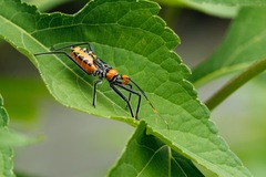 Harpactorini